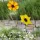 Gartenstecker Glasblumen Mona & Lisa 2er-Set, Gelb