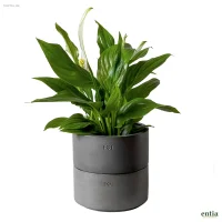 Set. Beton-Pflanzentopf Nuri & Erweiterungsring Felix...