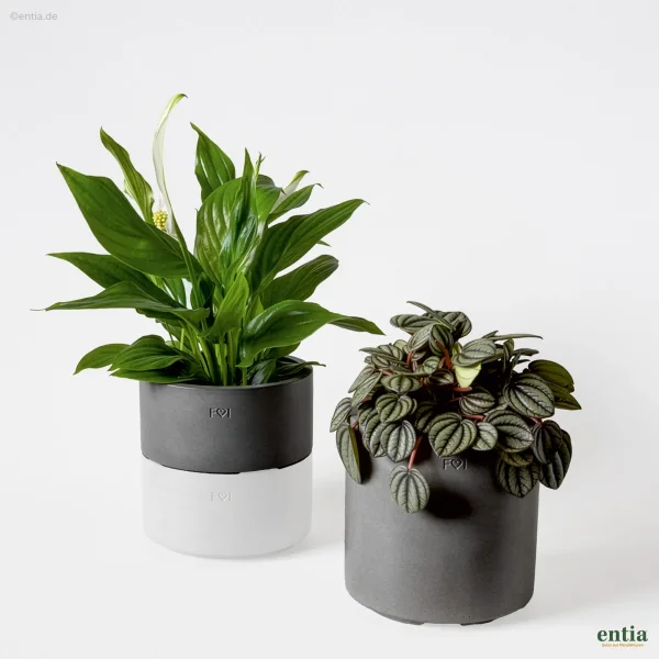 Set: Beton-Pflanzentopf Sven & Erweiterungsring Felix - Marke "Fred liebt Irma"