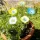 Gartenstecker Glasblumen Wasser, 5er-Set, Blüten 6 Zentimeter
